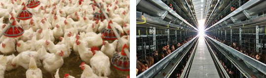 Poultry farming