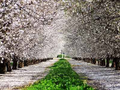 visit to the almond orchards