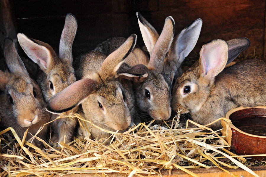 Ферма кроликов в Гамарджвеба 